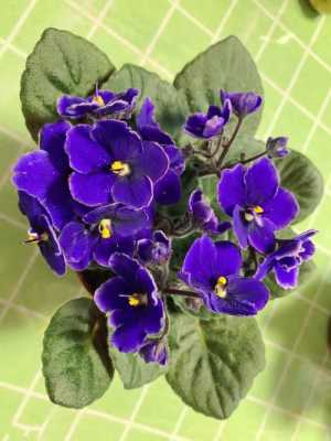 非洲紫罗兰花语（非洲紫罗兰欣赏）-图3