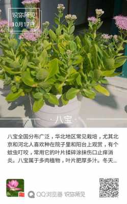 八宝盆栽修剪方式（八宝盆栽图片）