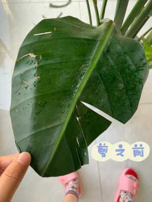 修剪植物不留叶子（修剪植物不留叶子的原因）