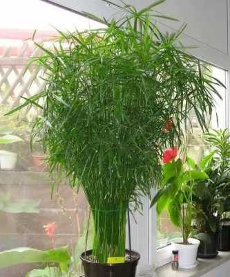盆景竹子的种类和名称（盆景观赏竹品种）