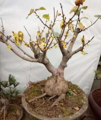 悬枝式腊梅盆景图片欣赏的简单介绍-图2