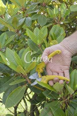 植物叶子修剪5大步骤（植物怎么剪叶子有利于生长）