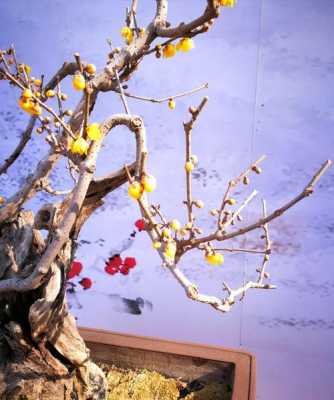 蜡梅树盆景（蜡梅栽培 养护）