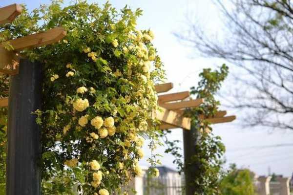 怎样把木香花修剪成树形（木香花如何剪枝）