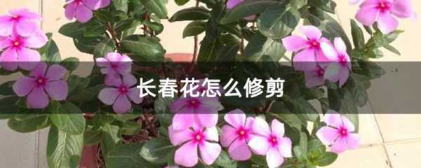 修剪的花型（如何修剪花型）-图3