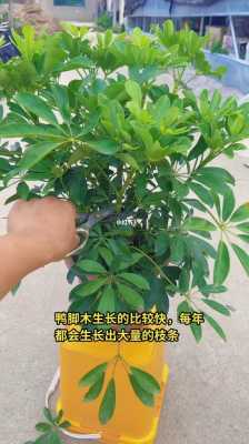 鸭脚木咋样修剪（鸭脚木咋样修剪视频）-图2