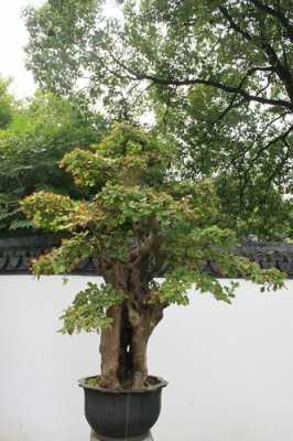 南京什么树可做盆景（南京地区适合种什么名贵树）
