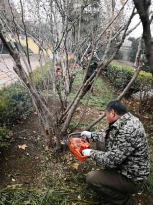 冬天需要修剪的植物有哪些（冬天需要修剪的植物有哪些图片）-图3