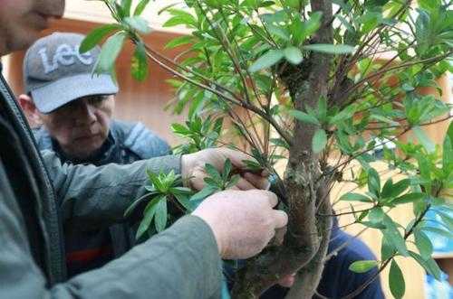 盆栽修剪教材（盆栽修剪技术视频）-图3