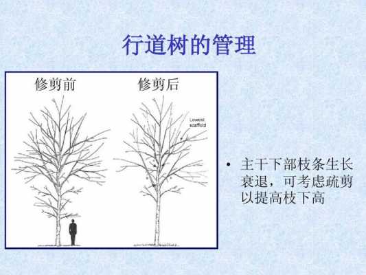 树木修剪图解（树木修剪图解视频）-图2