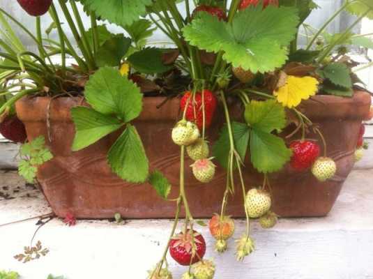 盆景草莓树图片（盆栽草莓树的养殖方法和注意事项）