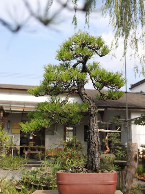 黄山松盆景图片大全（黄山松的养护和管理）