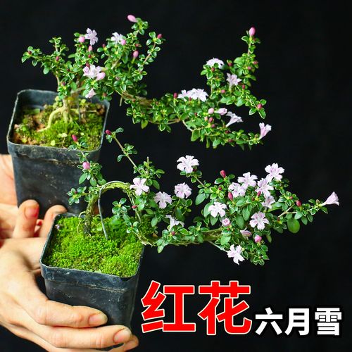 冬季展花那种盆景花好（冬天什么盆栽开花）