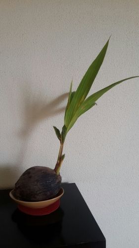 发芽椰子盆景（椰子发芽了还能喝水吗）-图1