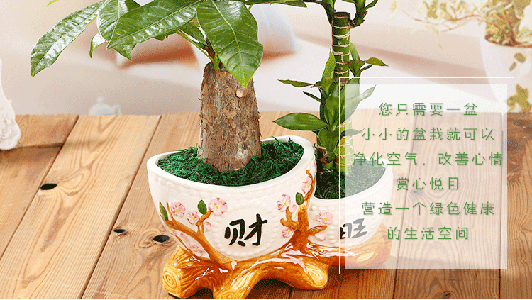 发财树和发财竹盆景图片（发财树的区别）-图2