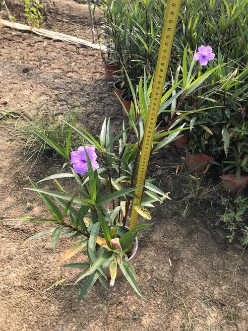 翠芦莉多高修剪（翠芦莉需要修剪吗）