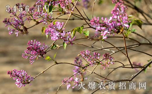 丁香花修剪（丁香花修剪方法）