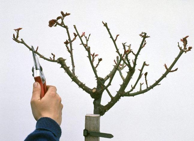 盆景苹果树修剪技术（盆苹果树修剪技术视频教程）-图2