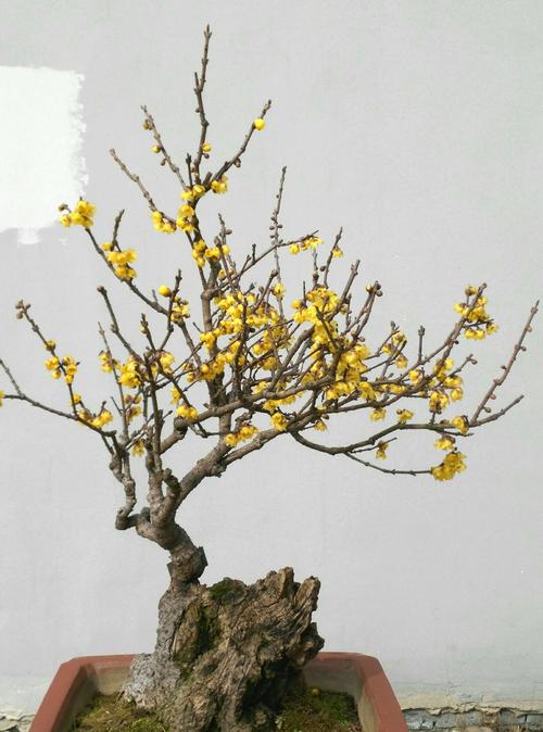中国最大的腊梅盆景图片（最大的腊梅花树有多大）