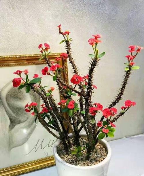 刺梅花怎样修剪（刺梅花如何修剪）-图2