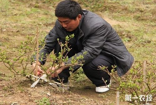 头茬金银花摘完后怎么修剪（头茬金银花摘完后怎么修剪枝条视频）