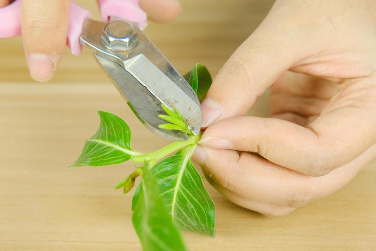 露地花卉修剪的常用方法（露地花卉修剪的常用方法有哪些）-图3