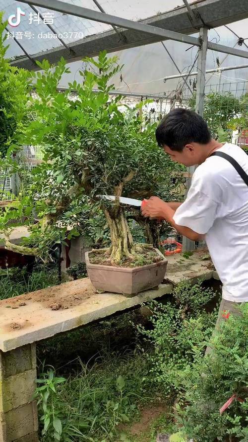 九里香的修剪季节（九里香啥时候修剪）