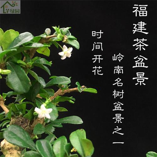 福建茶盆景开花了（福建茶盆景开花了怎么办）-图3