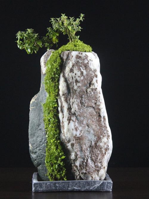 石头花卉盆景（石头花卉盆景怎么养）-图1