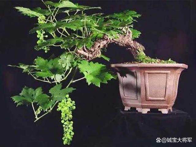 葡萄盆景种植方法视频（葡萄的盆栽种植技术视频）-图3