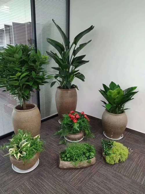 植物盆景租赁厂家（绿植盆景租赁）-图3