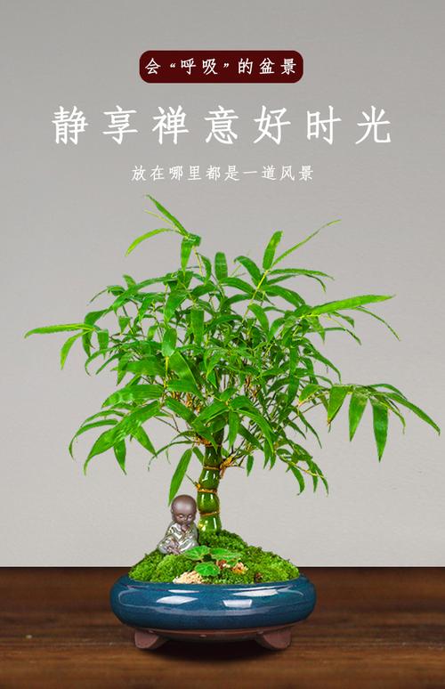 竹子盆景修剪方法（竹子盆栽盆景）-图2
