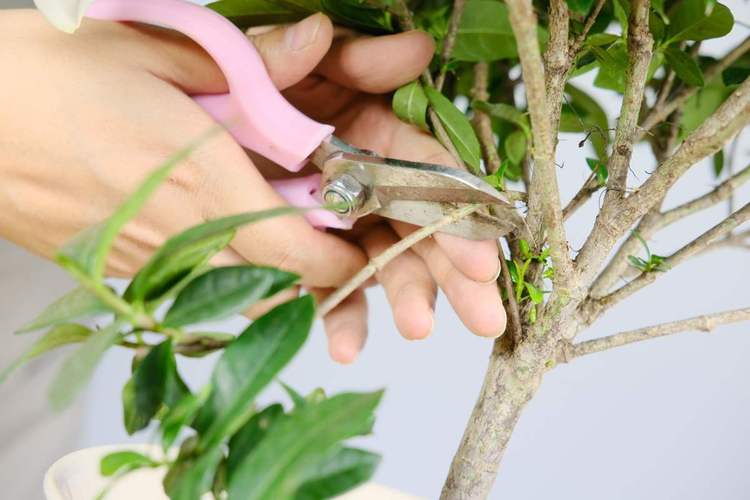 植物怎么去修剪（植物修剪的方法有哪几种）