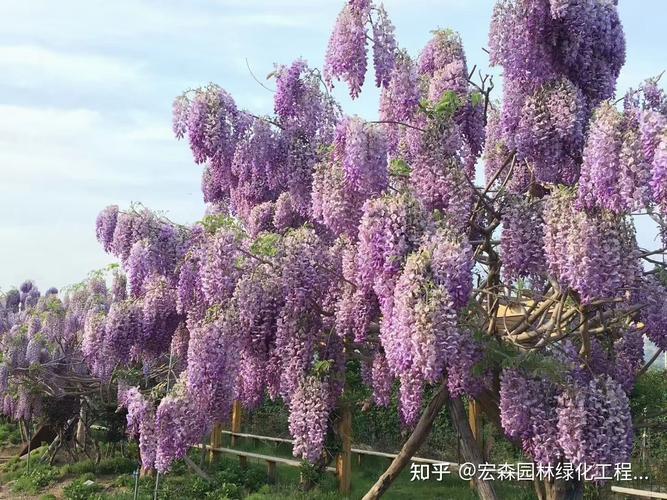 紫藤花冬季需要修剪吗（紫藤花冬季需要修剪吗图片）