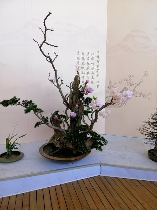 盆景植物插扦（盆景插花作品鉴赏）