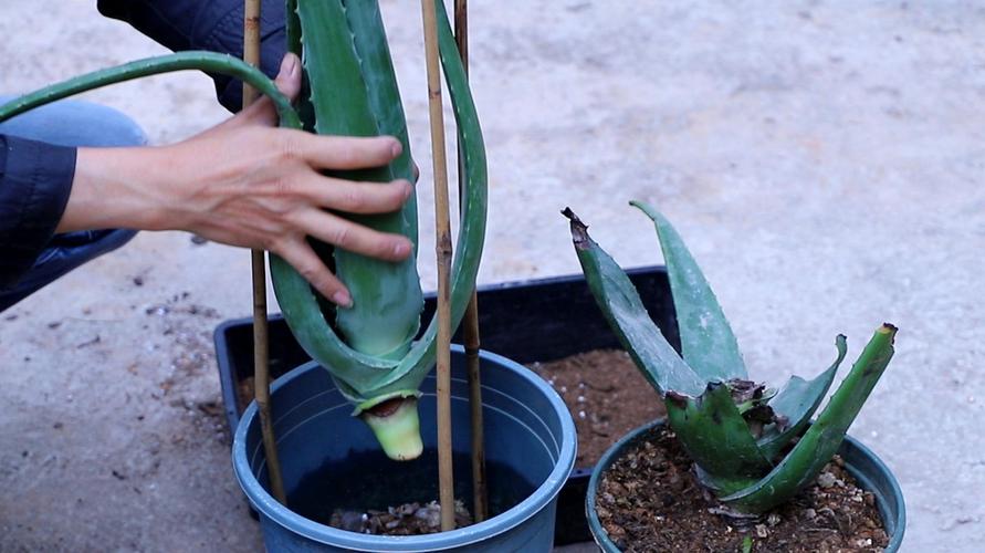 芦荟根系修剪视频（芦荟剪根后种植能活吗）-图2