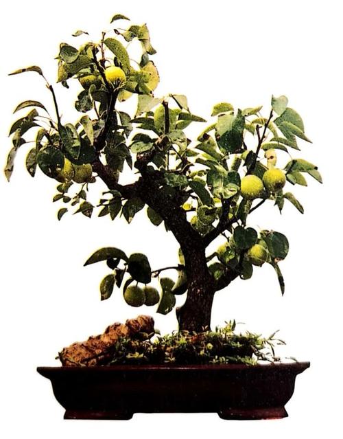 梨树盆景盆栽（梨树盆景造型）-图2