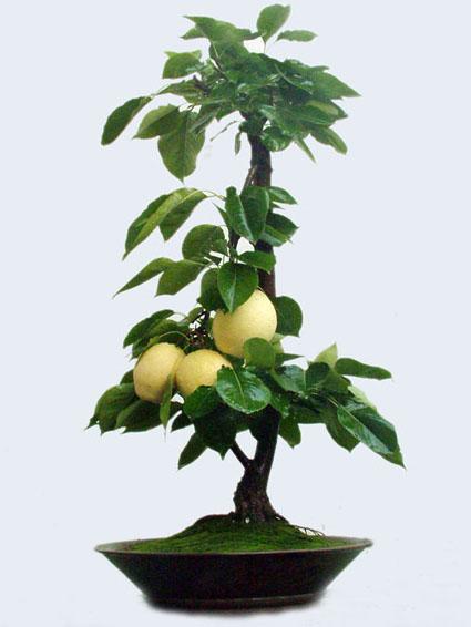 梨树盆景盆栽（梨树盆景造型）-图3