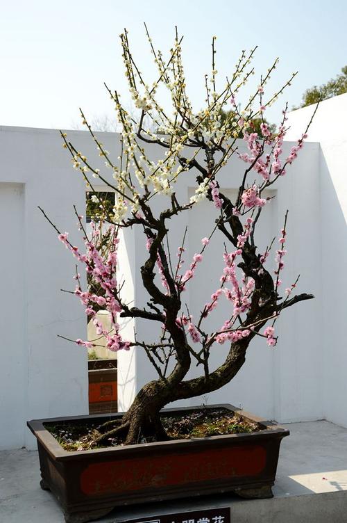 怎么把梅花做成盆景（怎么把梅花做成盆景视频）