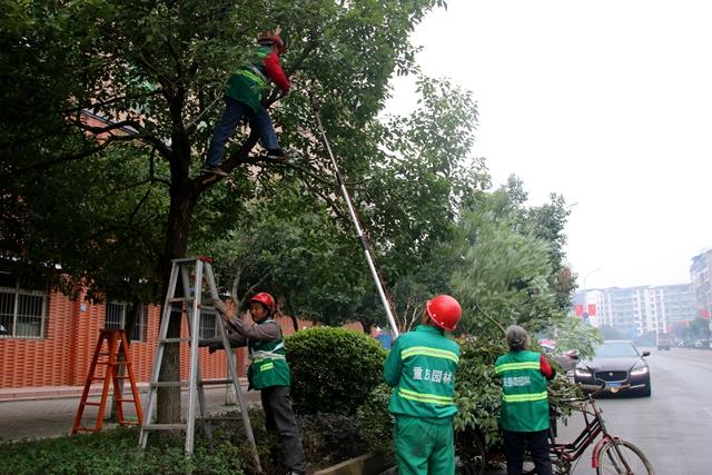 修剪树木和花草在什么季节（修剪树木和花草在什么季节好）