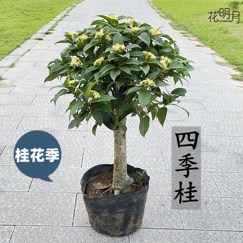 盆景四季桂的寿命（盆景四季桂花）