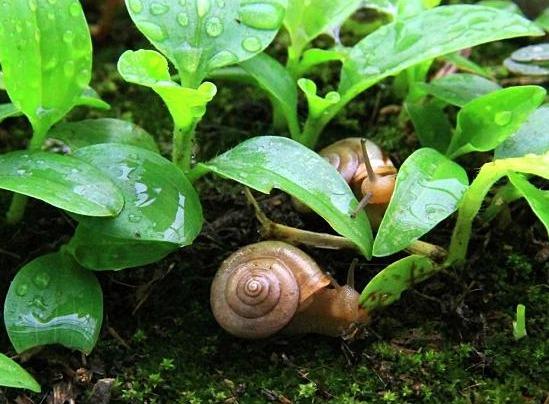 蜗牛对盆景有害吗（蜗牛对绿植有害吗）-图1