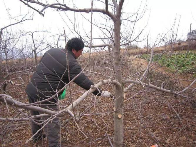 盆栽苹果秋季修剪视频（秋季苹果树修剪视频）-图3