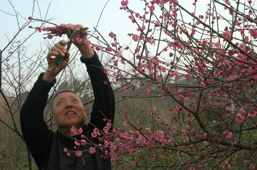 梅花树修剪在几月（梅花树修剪在几月份开花）