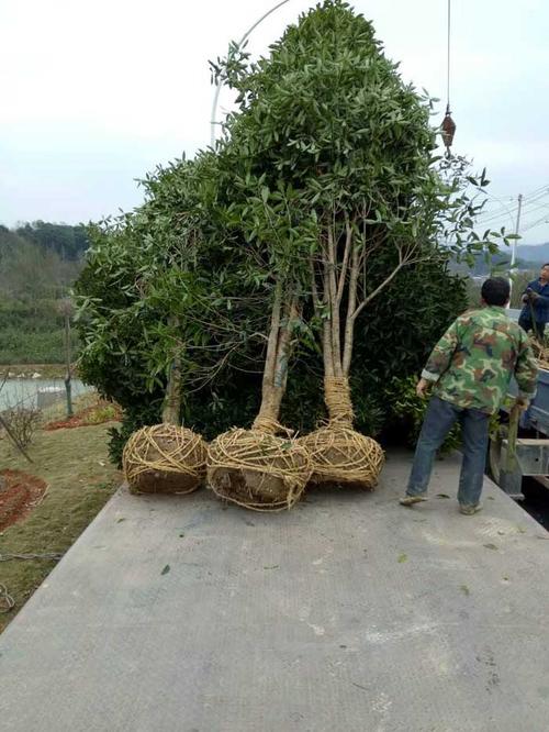 丛生桂花如何修剪（丛生桂花树是什么意思）