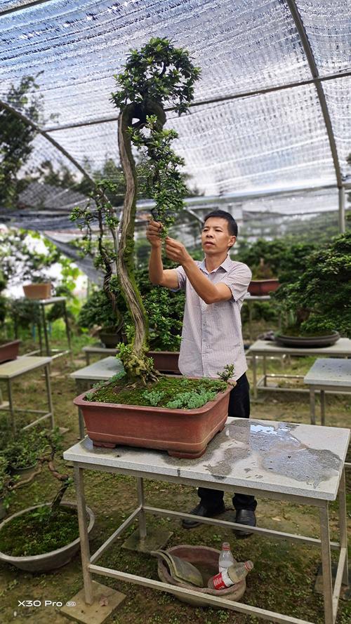 重庆盆景种植公司（重庆盆景大师排名）