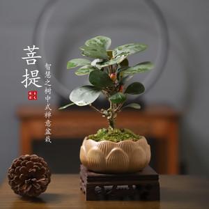 菩提盆景图片欣赏（菩提盆景怎么养护）