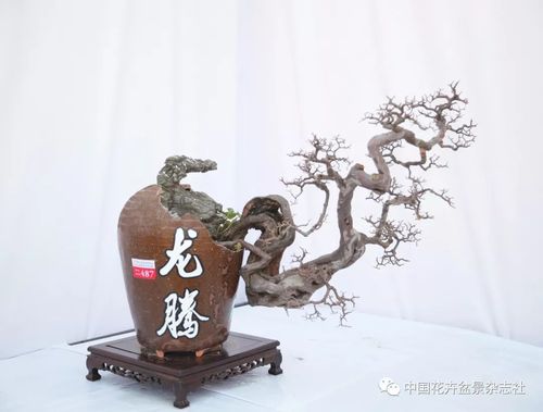 悬崖式附石盆景精品（怎样制作悬崖附石盆景）-图2