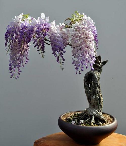 日本紫藤盆景艺术（日本紫藤花品种介绍）-图1
