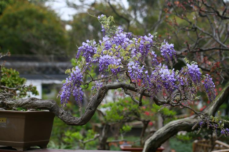 日本紫藤盆景艺术（日本紫藤花品种介绍）-图2